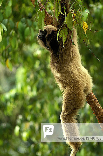 Agiler Gibbon  ein schlanker  langarmiger Gibbon  der sich sehr schnell durch das Blätterdach des Regenwaldes schwingen kann  Zoologischer Garten Singapur