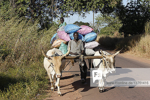 Vater und Sohn transportieren Waren auf einem Ochsenkarren