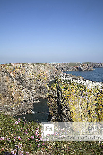 Stack Rocks  Castlemartin Nationalpark Pembrokeshire-Küste  Wales