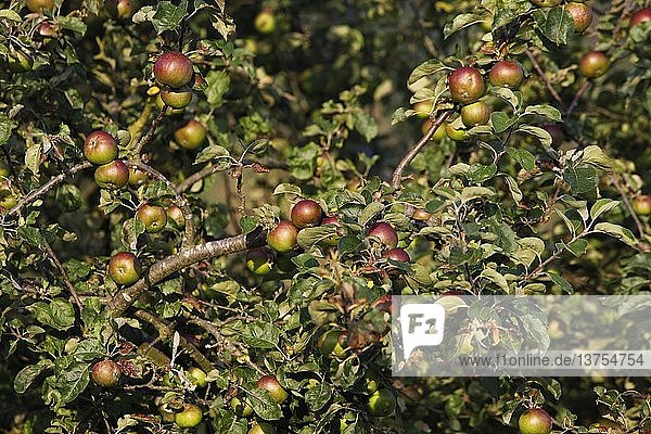 Apfelbaum  Frankreich