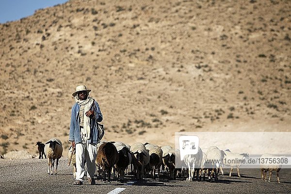 Hirte beim Treiben einer Herde in der Nähe des Dorfes Toujane  Toujane  Tunesien.