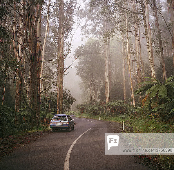 Straße durch Ebereschen (Eucalyptus regnans)  im Nebel  Yarra Ranges National Park  Victoria (östlich von Marysville)  Australien