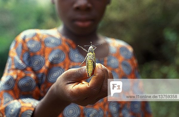 Boy showing a locust  Kpalime  Togo.