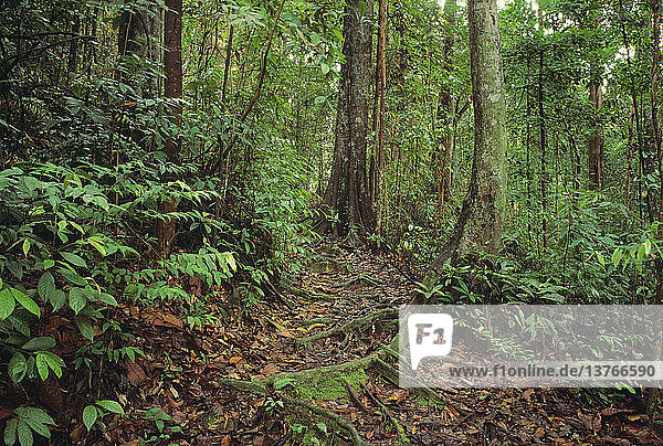 Tiefland-Dipterokarp-Wald Bukit Timah Nature Reserve  Singapur