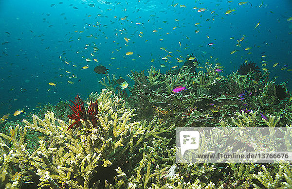 Korallengarten und Anthias  Papua-Neuguinea