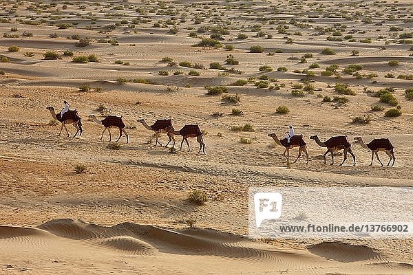 Kamele in der Liwa-Wüste  Abu Dhabi  Vereinigte Arabische Emirate.