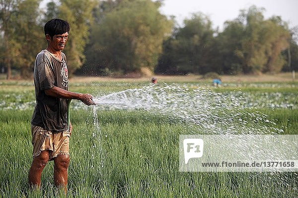 Kambodschanischer Bauer beim Bewässern der Pflanzen  Kambodscha.