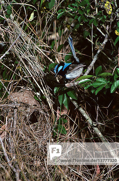 Superb fairy-wren  Malurus cyaneus  male bringing food to young in nest  Mount Royal Range  New South Wales  Australia