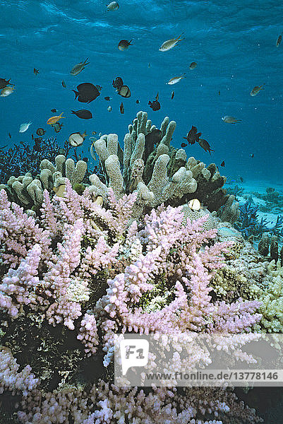 Korallengarten  Steinkoralle Mit Netzkoralle  Dascyllus reticulatus Great Barrier Reef  Queensland  Australien