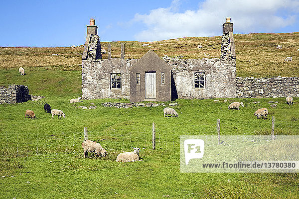 Verlassenes  verlassenes Bauernhaus mit weidenden Schafen  Dale of Walls  Mainland  Shetlandinseln  Schottland