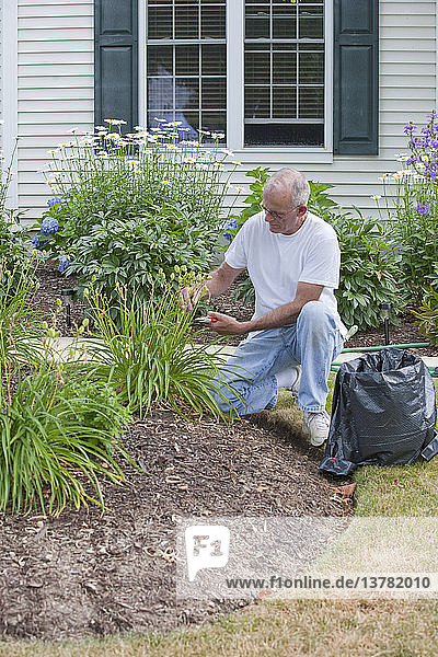Älterer Mann beim Beschneiden der Samenkapseln von Taglilien