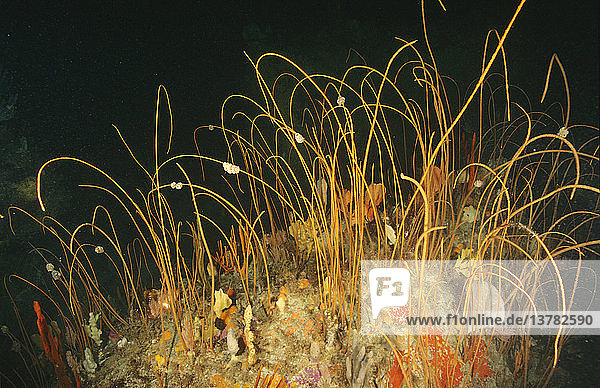 Seepeitschen (Primnoella australasiae)  dichtes Bett dieser kolonialen Oktokoralle  die in 35 m Tiefe wächst. Sisters Rocks  Forestier Peninsula  Tasmanien  Australien