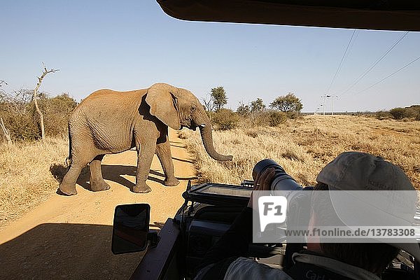 Madikwe Wildreservat  Safari  Afrikanischer Elefant  Südafrika.