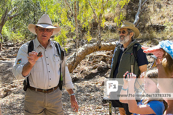 Führer  der den Besuchern der Cobbold Gorge  Robin Hood Station  in der Nähe von Georgetown  Gulf Savannah  Queensland  Australien  eine Süßwasserschildkröte zeigt