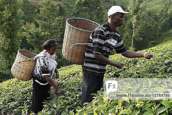 Landwirt Lincoln Kimanthi Mugo und seine Frau Polly Mukami (beim Teepflücken) bedienen ein Darlehen von 80 000 KS von BIMAS microcredit  Kenia