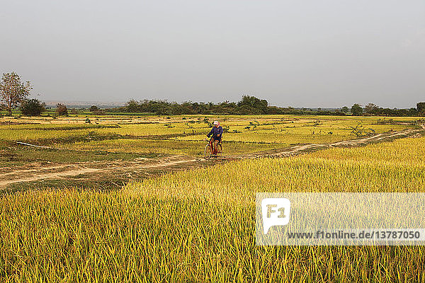 Kambodschanischer Bauer fährt mit dem Fahrrad zwischen Reisfeldern