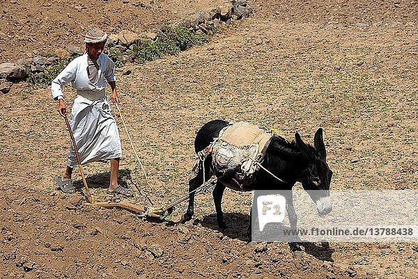 Yemenite farmer  Yemen