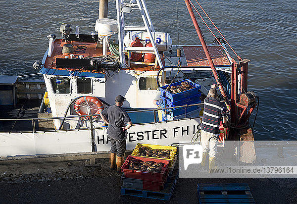 Fischereihafen entlädt frischen Fang Bridlington  Yorkshire  England