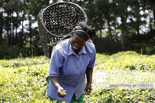 Margaret Nderitu  eine Kundin des KWFT-Mikrokredits  pflückt Tee. Sie ist seit 2005 bei der KWFT und hat mehr als 10 Kredite zurückgezahlt (Schulgebühren  Geschäfts-  Krankenhaus- und Landwirtschaftskredite). Derzeit bedient sie einen Kredit von 20.000 KS  Kenia