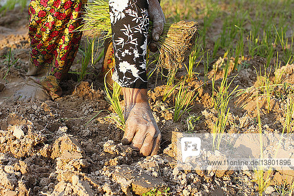 Woman Planting Rice in Cambodia