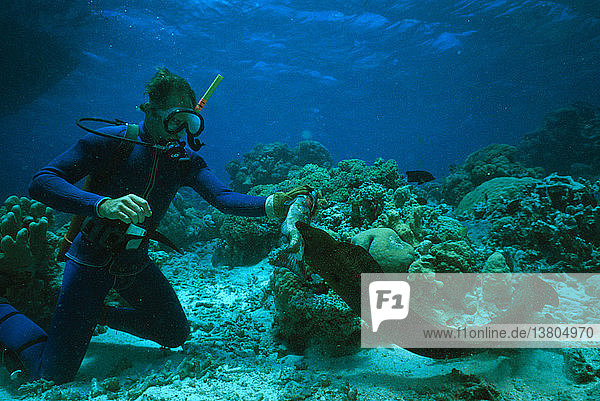 Giant Moray Eel being fed by diver Ribbon Reef  Great Barrier Reef  Queensland  Australia