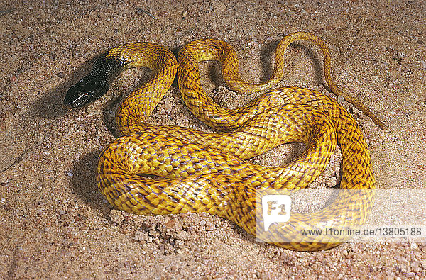 Westliche braune Schlange oder Gwardar (Pseudonaja nuchalis)  kann 18 m erreichen  Leeman  Westaustralien  Australien