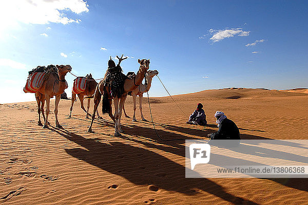 Tuaregs and dromedaries