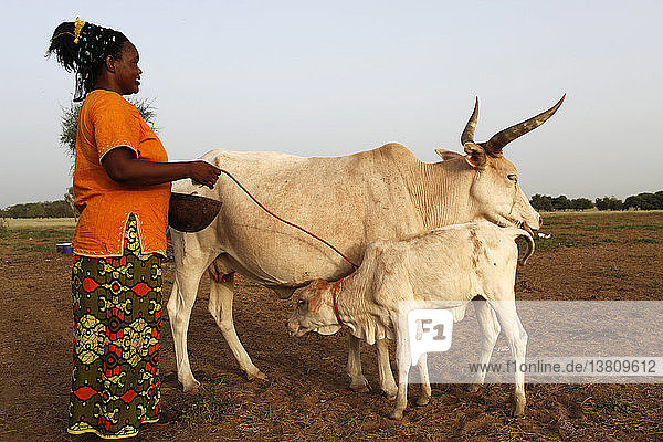 Peul woman collecting milk