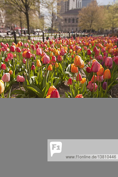 Tulpen in einem Garten  Copley Square  Boston  Suffolk County  Massachusetts  USA