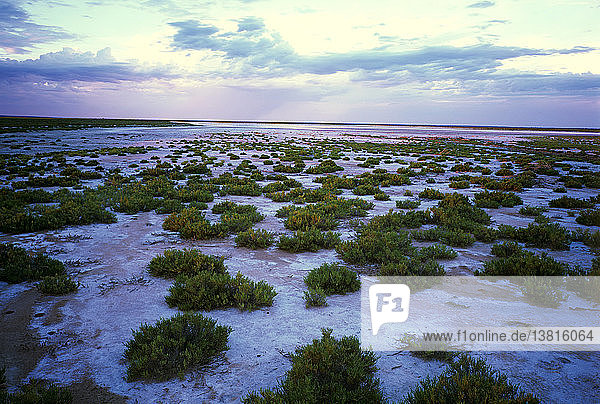 Salzebenen des Wyara-Sees mit Meerfenchel  Currawinya-Nationalpark  westliches Queensland  Australien