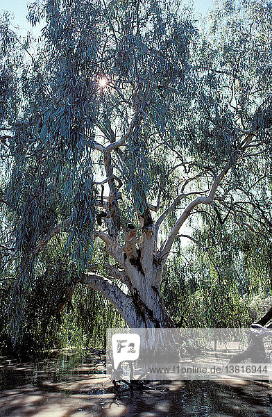 Roter Eukalyptus am Ufer des Paroo River  Queensland  Australien