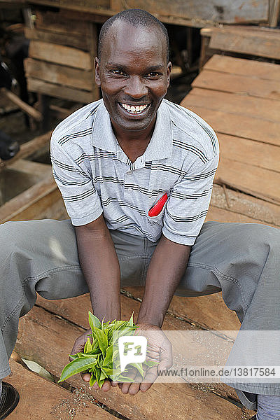 David Mucangi Mbogoh (mit Teeblättern) betreibt eine Farm  die durch ein Darlehen von BIMAS microcredit finanziert wurde
