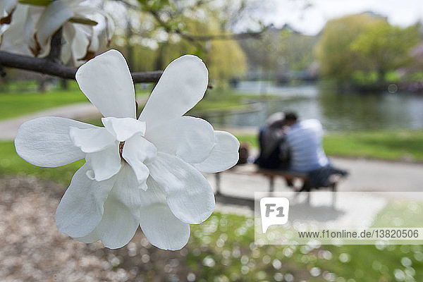 Kirschblüten mit romantischem Paar im öffentlichen Park  Boston Public Garden  Boston  Massachusetts  USA