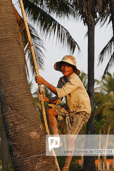 Boy climbing up a coconut tree