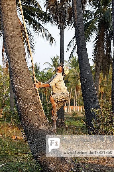 Boy climbing up a coconut tree  Siem Reap  Cambodia.