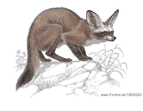 An illustration of an Bat-eared fox which uses its big ears to locate its prey.
