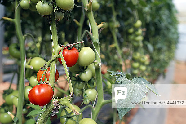 Biologischer hydroponischer Gemüseanbau. Tomatenreihen im Gewächshaus. Dalat. Vietnam.
