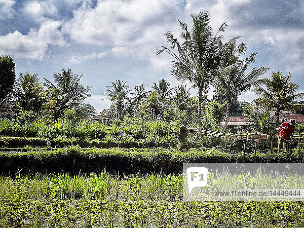 Balinesische Bauern beim Pflügen von Reisfeldern mit einem Motorpflug