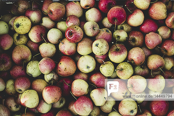 High angle close up of red and green apples in crate. Apple harvest in autumn.