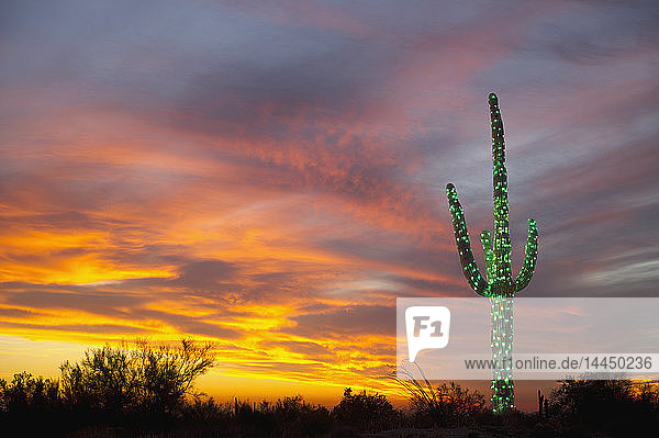 Weihnachten Suguaro in der Wüste
