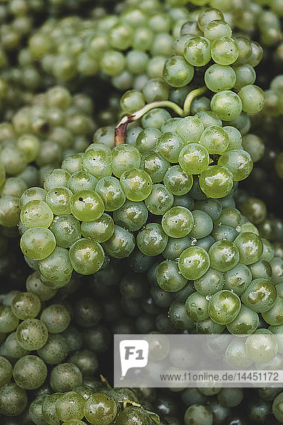 Nahaufnahme von frisch gepflückten grünen Trauben in einem Weinberg in einem hohen Winkel.