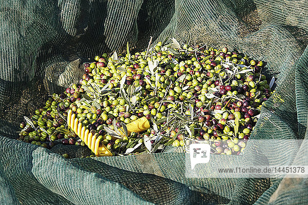 Frisch gepflückte Oliven