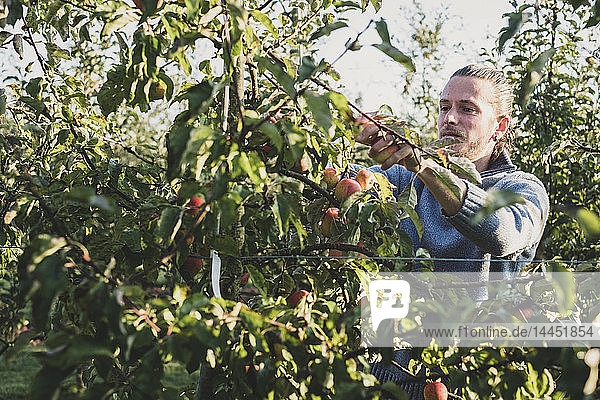 Mann steht im Apfelgarten und pflückt Äpfel vom Baum. Apfelernte im Herbst.