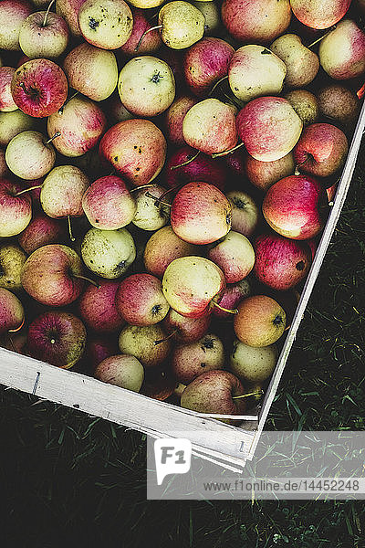 Hochwinkel Nahaufnahme von roten und grünen Äpfeln in der Kiste. Apfelernte im Herbst.