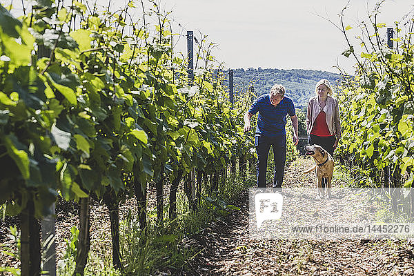 Man  woman and dog walking along rows of vines at a vineyard  winemakers inspecting the crops on a hillside.