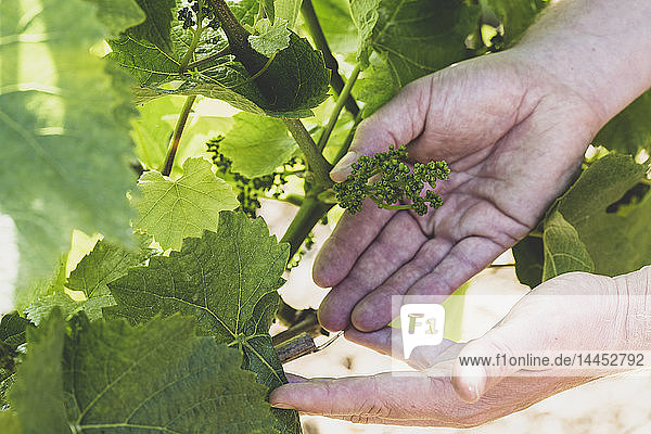 High angle close up of hands holding bunch of baby grapes on a vine in a vineyard.