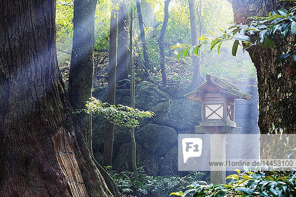 Sonnenstrahlen  die durch einen japanischen Wald scheinen