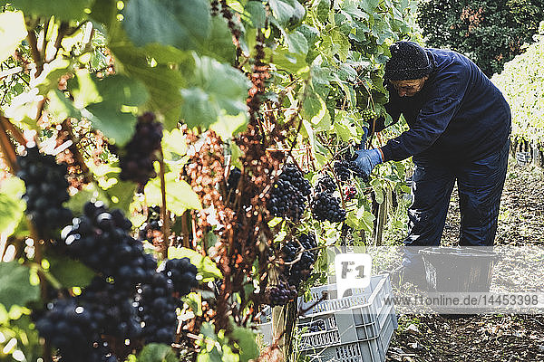 Woman bending in a vineyard  harvesting bunches of black grapes.