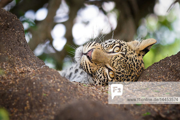 Der Kopf eines Leopardenjungen  Panthera pardus  liegt im Sand  Kopf geneigt  wachsam  braungelbe Augen