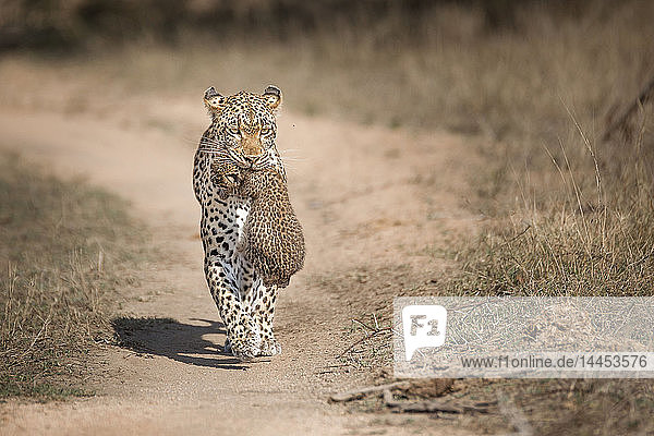 Eine Leopardenmutter  Panthera pardus  trägt ihr Junges im Maul in Richtung Kamera  die Ohren nach hinten  den Wildpfad entlang.
